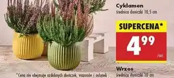 Biedronka Cyklamen 10.5 cm oferta