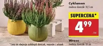 Biedronka Cyklamen 10.5 cm oferta