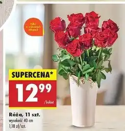Biedronka Róże oferta