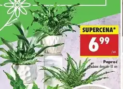 Biedronka Paproć oferta