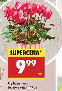 Biedronka Cyklamen oferta