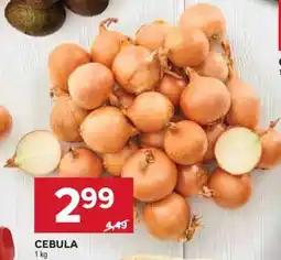 Stokrotka Market Cebula oferta