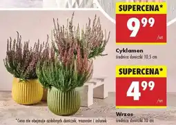 Biedronka Wrzos oferta