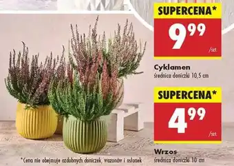 Biedronka Wrzos oferta