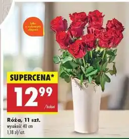 Biedronka Róża 11 szt oferta