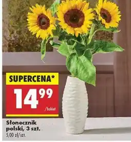 Biedronka Słonecznik polski, 3 szt oferta
