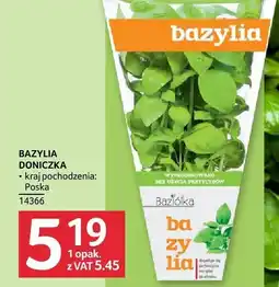 Selgros Bazylia doniczka Selgros oferta