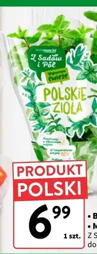 Intermarche Mięta w doniczce Z SADÓW I PÓL oferta