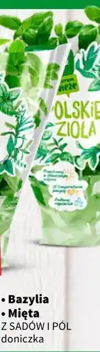 Intermarche Bazylia w doniczce Z SADÓW I PÓL oferta