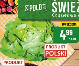 Polomarket Sałata masłowa w doniczce POLOmarket oferta