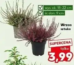 Kaufland Wrzos 9 cm oferta