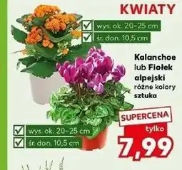 Kaufland Fiołek alpejski 10.5 cm oferta
