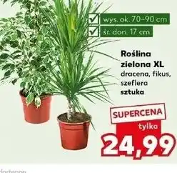 Kaufland Szeflera don. 17 cm wys. 80 oferta