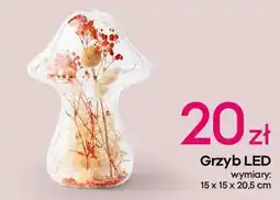 Pepco Grzyb LED oferta