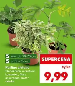 Kaufland Roślina zielona oferta