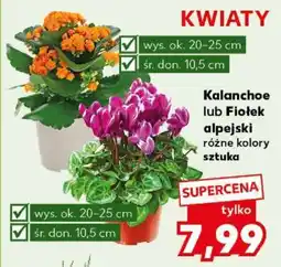 Kaufland Kalanchoe lub Fiołek alpejski oferta