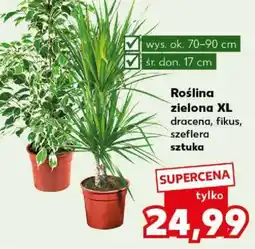 Kaufland Roślina zielona XL oferta