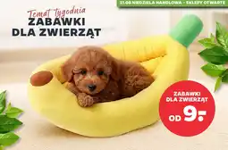 Netto Zabawki dla zwierząt oferta