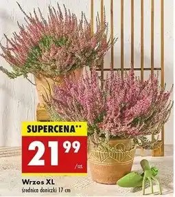 Biedronka Wrzos xl oferta