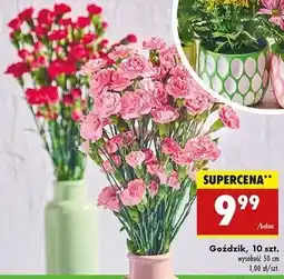 Biedronka Goździki oferta