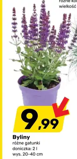 Bricomarche Byliny KOI oferta