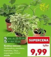 Kaufland Filodendron don. 12 cm oferta