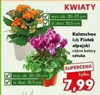 Kaufland Fiołek alpejski 10.5 cm oferta