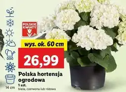 Lidl Hortensja ogrodowa różowa oferta