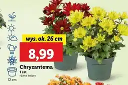 Lidl Chryzantema oferta