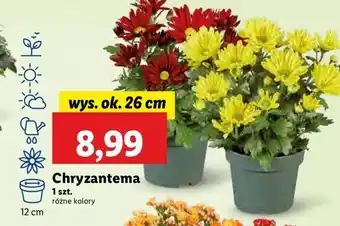 Lidl Chryzantema oferta