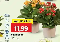 Lidl Kalanchoe oferta