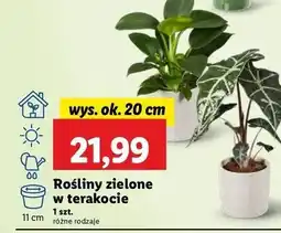 Lidl Roślina zielona oferta