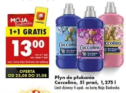 Biedronka COCCOLINO oferta