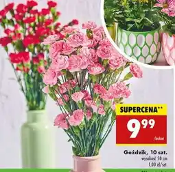 Biedronka Goździk 10 szt oferta