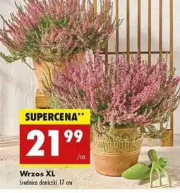 Biedronka Wrzos XL oferta