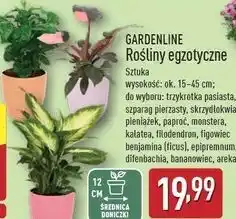 ALDI Difenbachia don. 12 cm Gardenline oferta