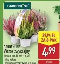 ALDI Wrzos zwyczajny Gardenline oferta
