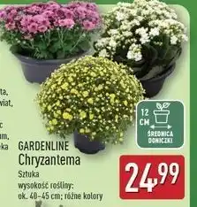 ALDI Chryzantemy 12 cm Gardenline oferta
