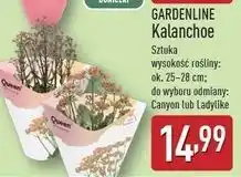 ALDI Kalanchoe ladylike Gardenline oferta