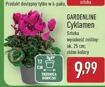 ALDI Cyklamen 12 cm Gardenline oferta