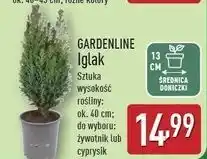 ALDI Cyprysik don. 13 cm Gardenline oferta