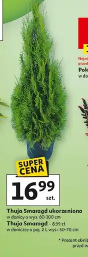 Auchan Thuja Smaragd oferta