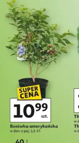 Auchan Borówka amerykańska oferta