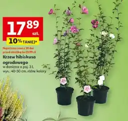 Auchan Krzew hibiskusa ogrodowego oferta