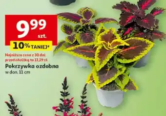 Auchan Pokrzywka ozdobna oferta