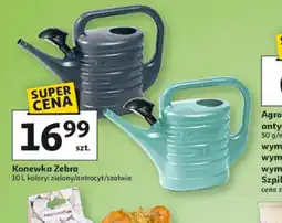 Auchan Konewka Zebra oferta