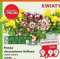 Kaufland Chryzantema sollinea 12 cm oferta