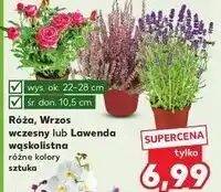 Kaufland Lawenda wąskolistna oferta