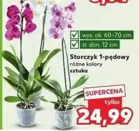 Kaufland Storczyk 1 pęd 12 cm oferta