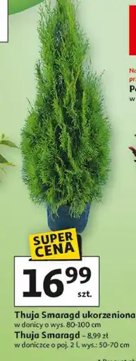 Auchan Thuja smaragd 2 l 50-70 cm oferta